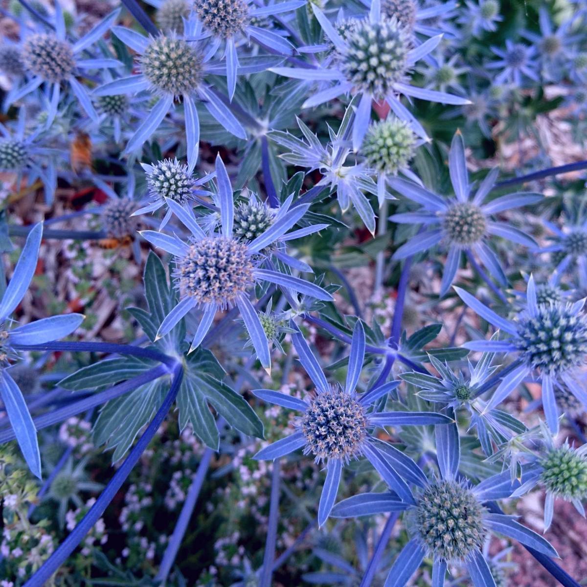 Sea Holly- Deep Blue